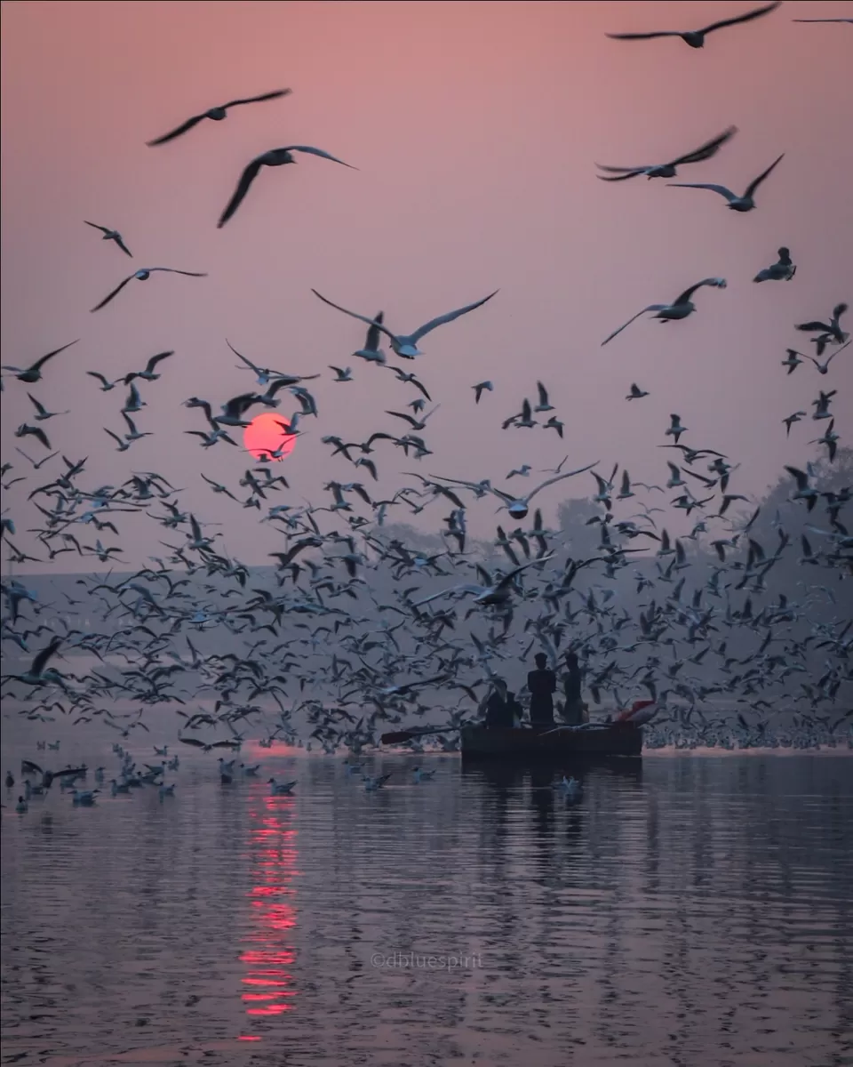 Photo of Bird watching at Delhi by Sanjay Singh