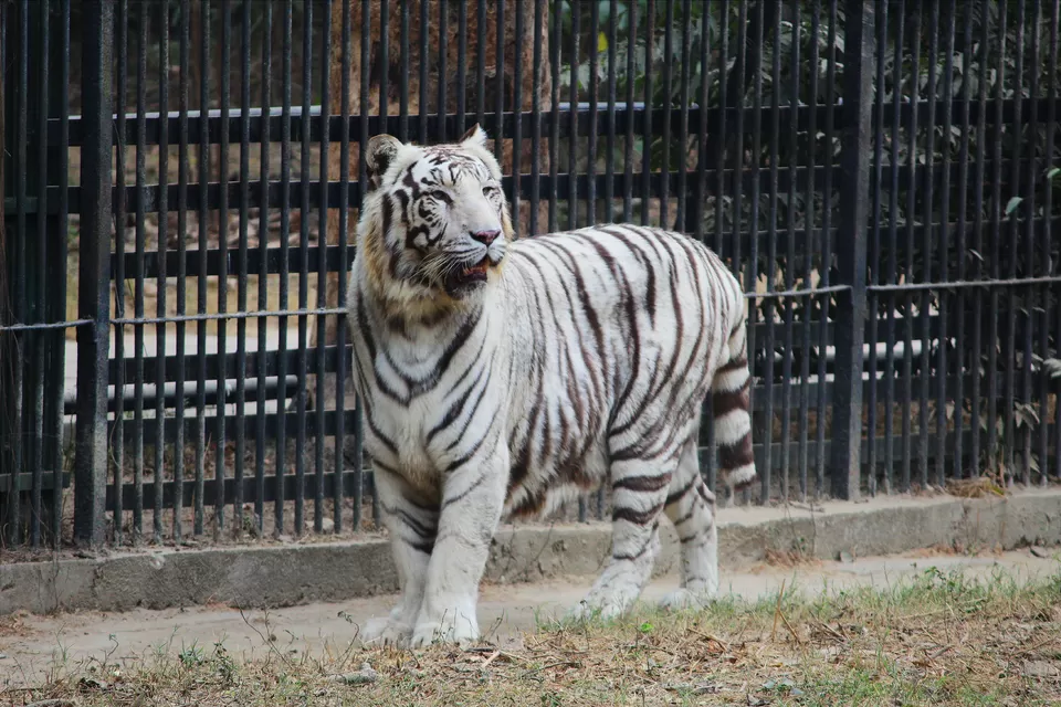 Photo of National Zoological Park, National Zoological Park, Sundar Nagar, New Delhi, Delhi, India by Mahima Agarwal