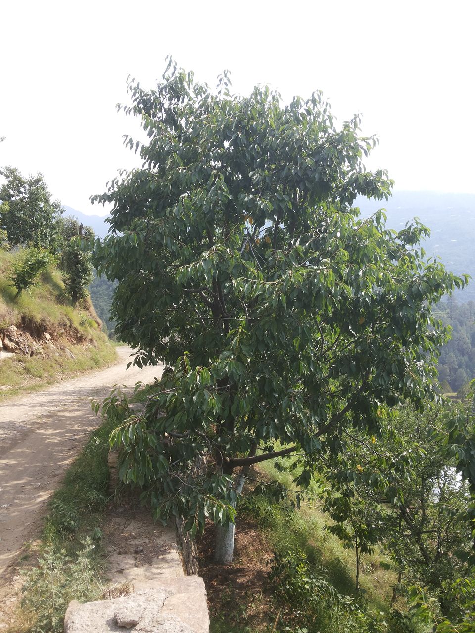 Photo of How to enjoy places around Shimla w/o touching congested Shimla... 4/35 by Bhupender Singh