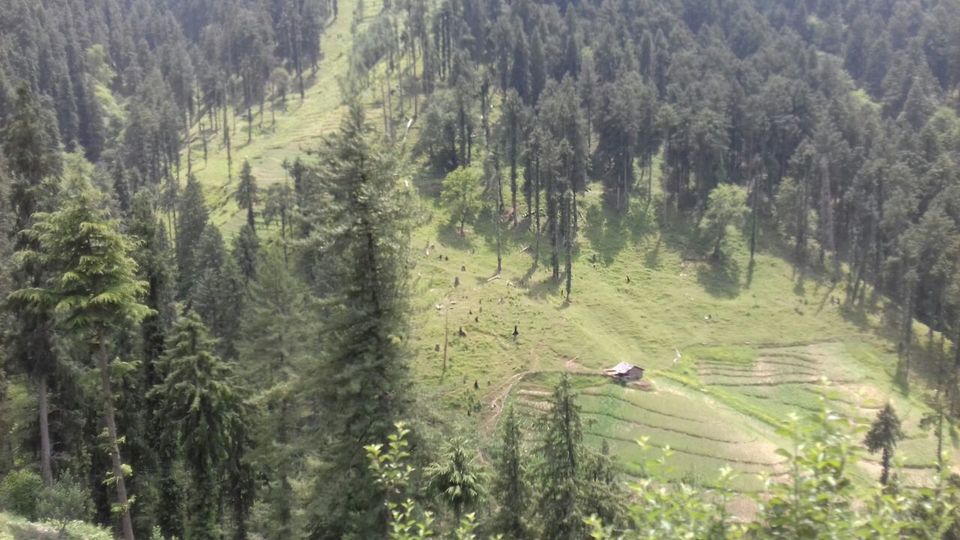 Photo of My latest crush,"Bhulah, "Mini Switzerland" Mandi,Himachal 5/58 by Bhupender Singh