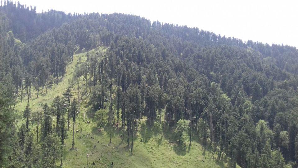 Photo of My latest crush,"Bhulah, "Mini Switzerland" Mandi,Himachal 7/58 by Bhupender Singh