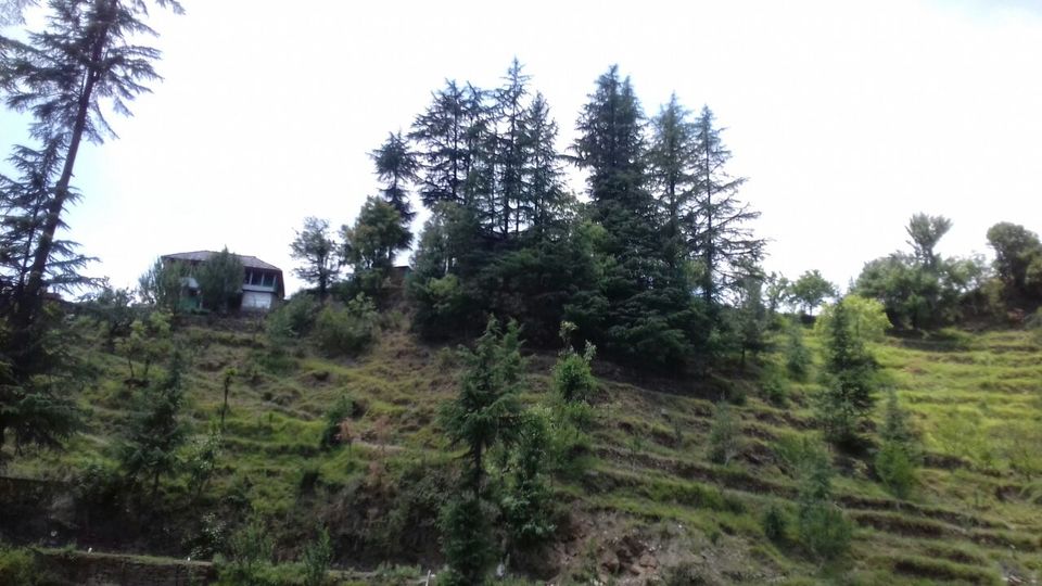 Photo of My latest crush,"Bhulah, "Mini Switzerland" Mandi,Himachal 14/58 by Bhupender Singh