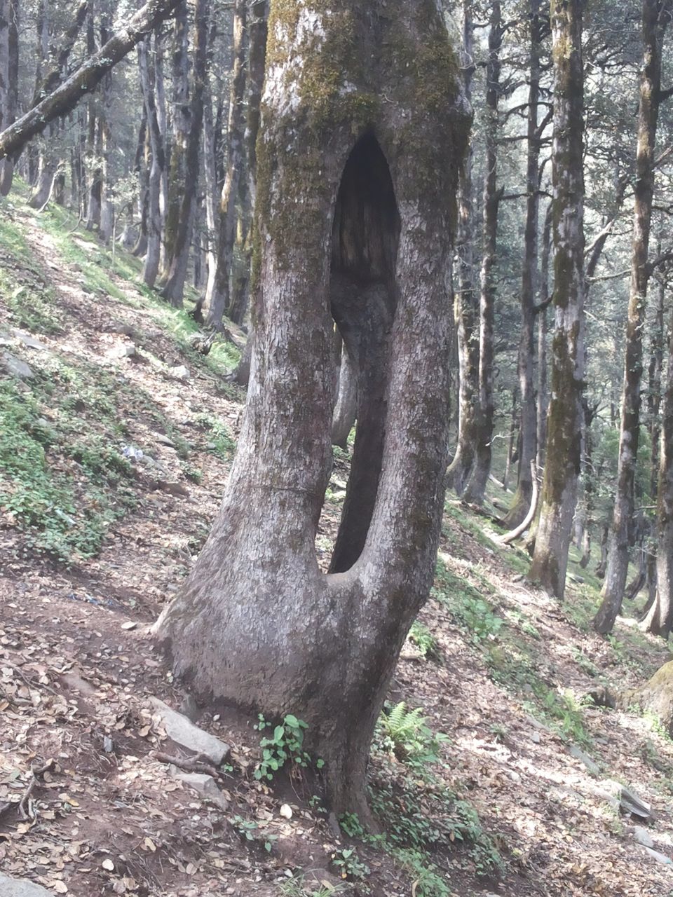 Photo of My latest crush,"Bhulah, "Mini Switzerland" Mandi,Himachal 27/58 by Bhupender Singh