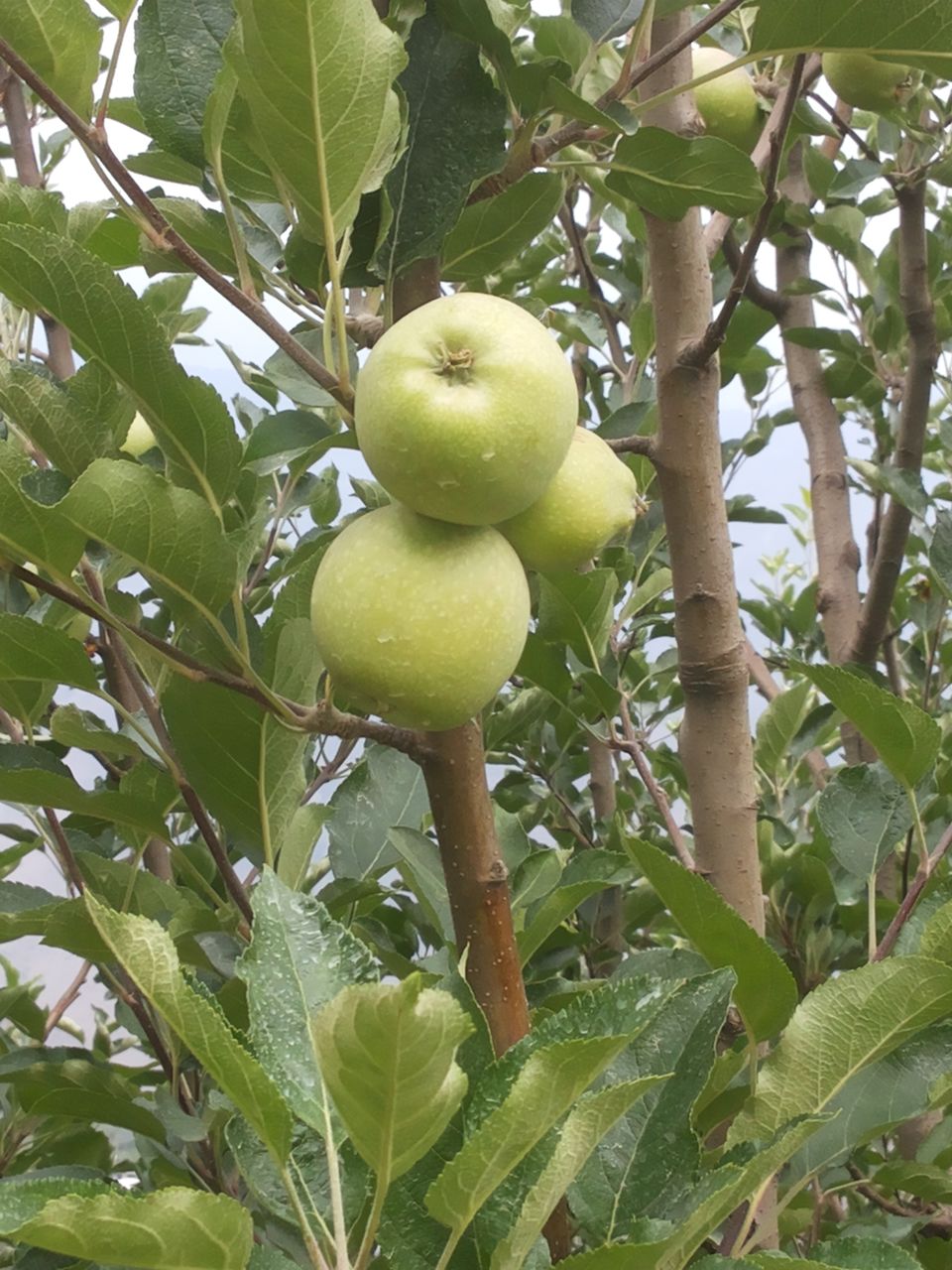 Photo of Journey of Apple from orchard to your Dinning table by Bhupender Singh