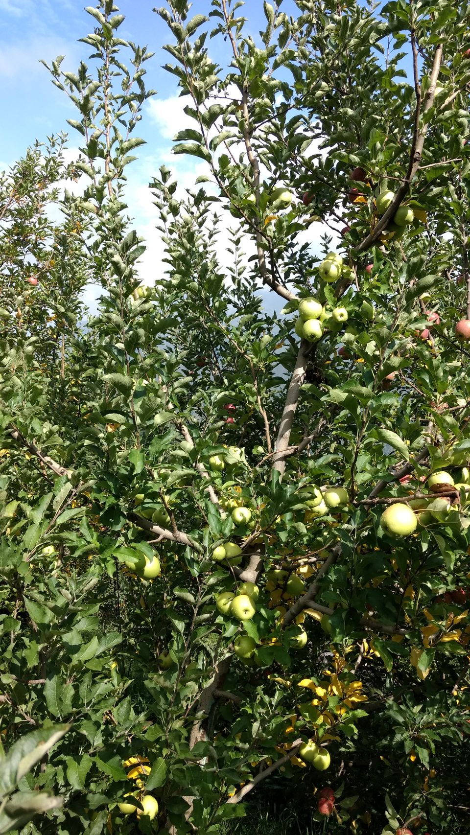 Photo of Journey of Apple from orchard to your Dinning table by Bhupender Singh