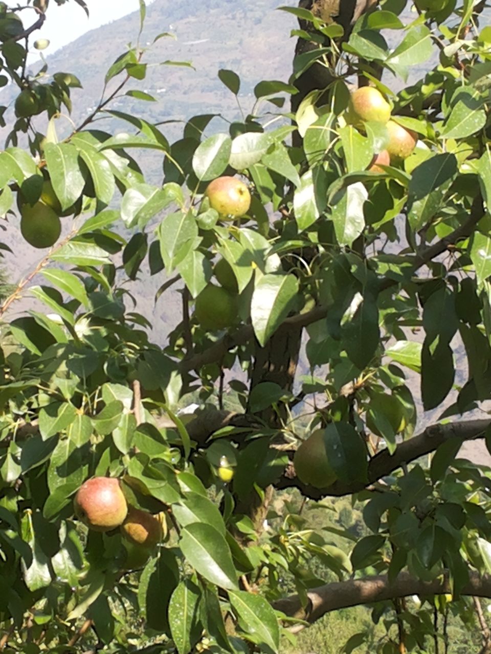 Photo of Journey of Apple from orchard to your Dinning table by Bhupender Singh