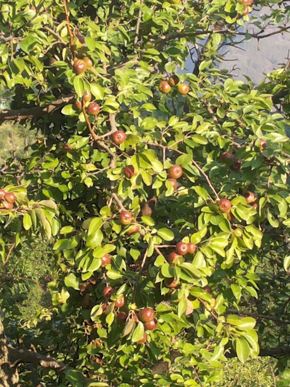 Photo of Journey of Apple from orchard to your Dinning table by Bhupender Singh