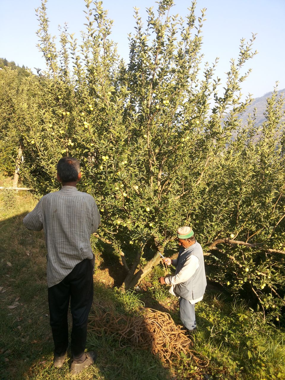 Photo of Journey of Apple from orchard to your Dinning table by Bhupender Singh