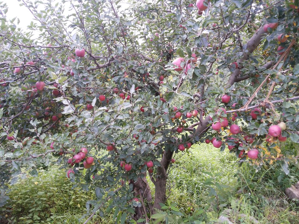 Photo of Journey of Apple from orchard to your Dinning table by Bhupender Singh