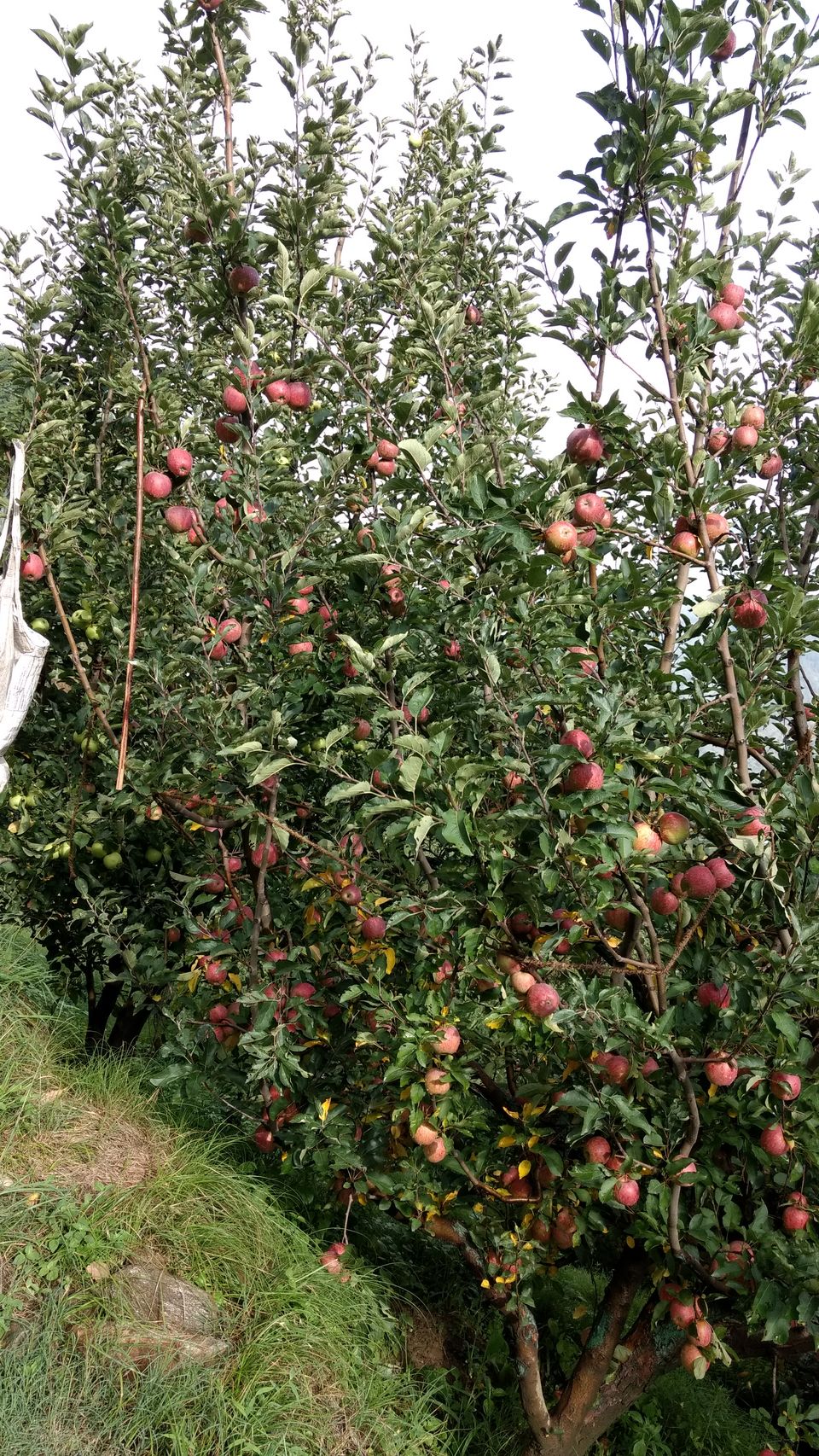 Photo of Journey of Apple from orchard to your Dinning table by Bhupender Singh