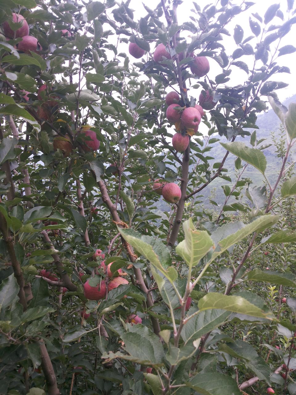 Photo of Journey of Apple from orchard to your Dinning table by Bhupender Singh