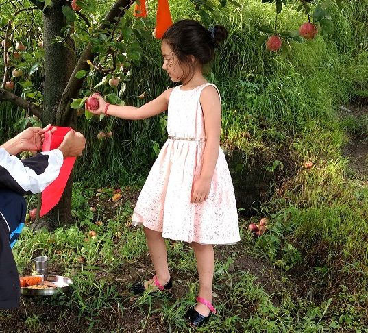 Photo of Journey of Apple from orchard to your Dinning table by Bhupender Singh