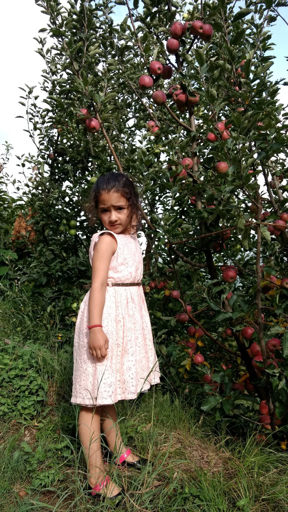 Photo of Journey of Apple from orchard to your Dinning table by Bhupender Singh