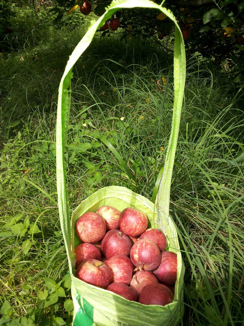 Photo of Journey of Apple from orchard to your Dinning table by Bhupender Singh