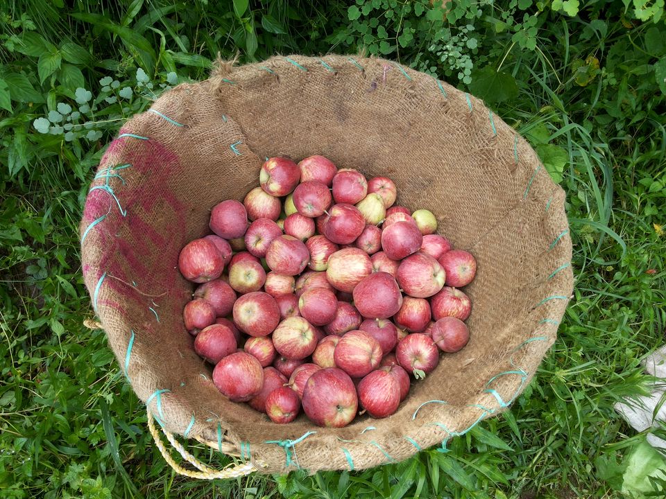 Photo of Journey of Apple from orchard to your Dinning table by Bhupender Singh