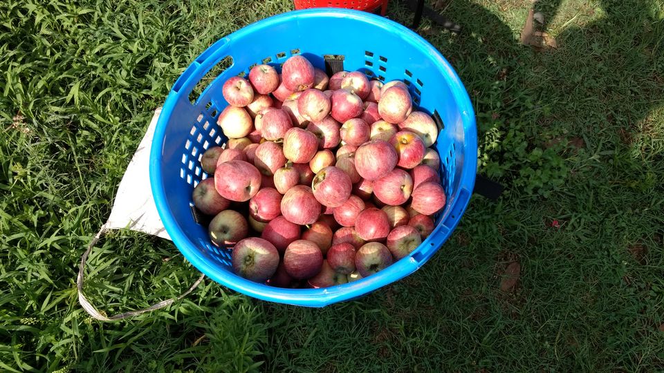 Photo of Journey of Apple from orchard to your Dinning table by Bhupender Singh