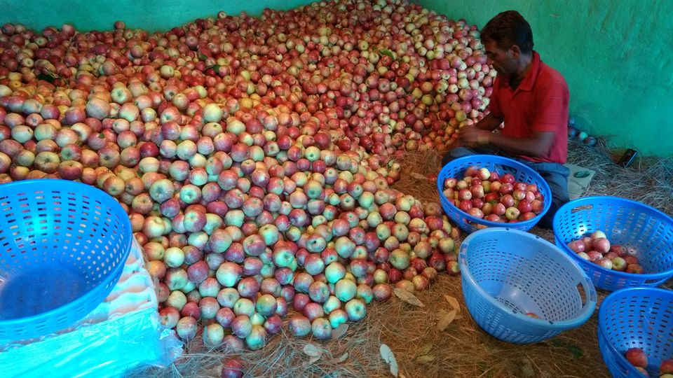 Photo of Journey of Apple from orchard to your Dinning table by Bhupender Singh