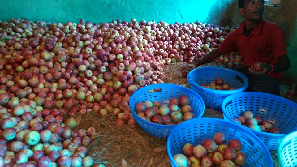 Photo of Journey of Apple from orchard to your Dinning table by Bhupender Singh