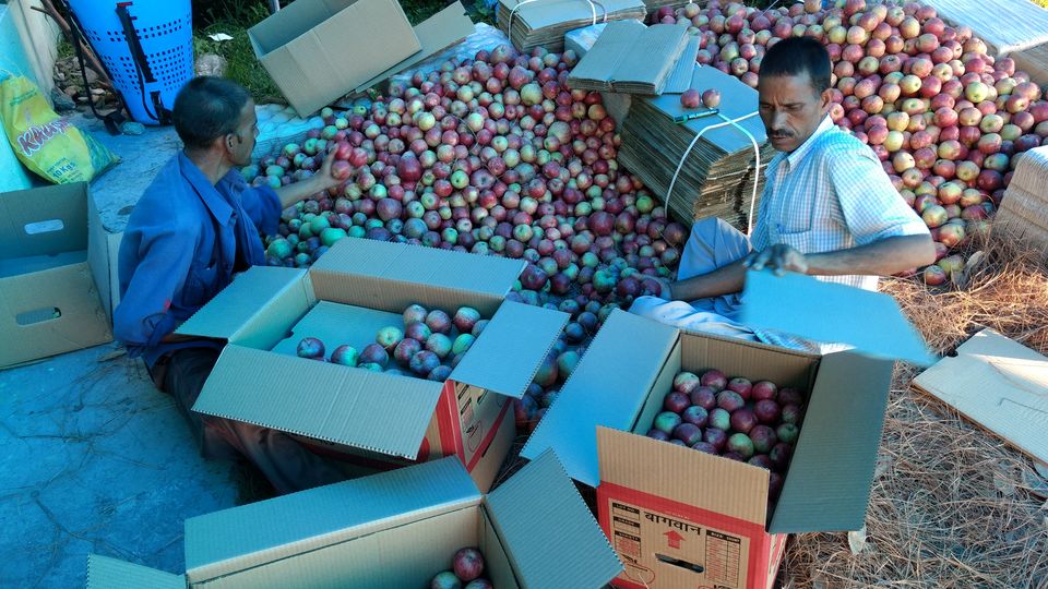 Photo of Journey of Apple from orchard to your Dinning table by Bhupender Singh