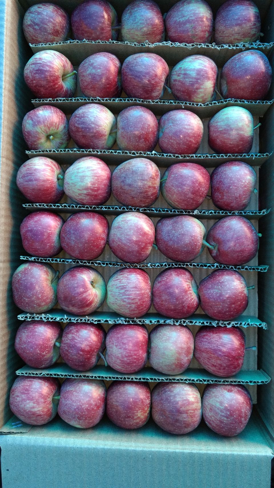 Photo of Journey of Apple from orchard to your Dinning table by Bhupender Singh