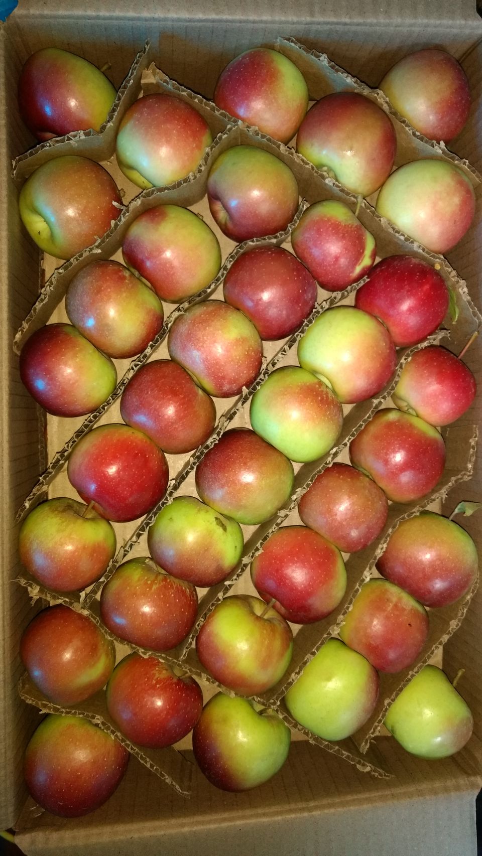 Photo of Journey of Apple from orchard to your Dinning table by Bhupender Singh