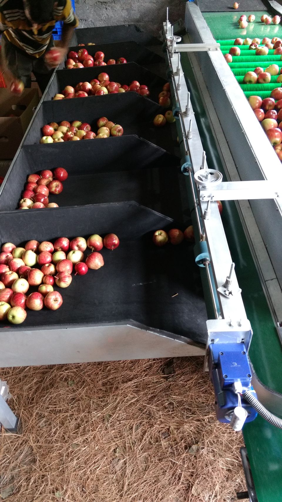 Photo of Journey of Apple from orchard to your Dinning table by Bhupender Singh