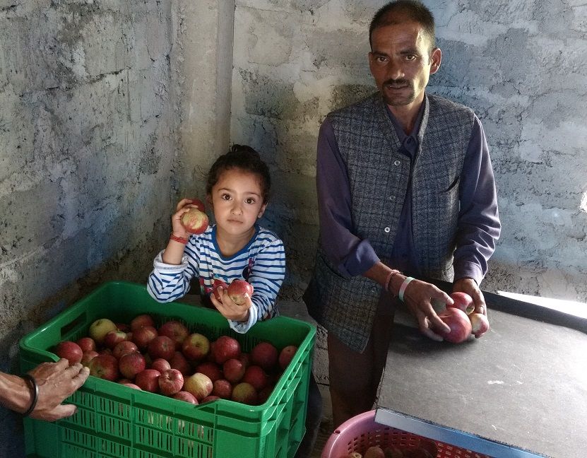 Photo of Journey of Apple from orchard to your Dinning table by Bhupender Singh