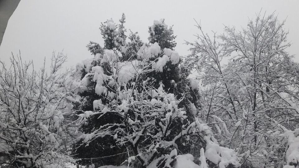 Photo of Different shades of Snow -Himachal-2017, great experience... 16/43 by Bhupender Singh