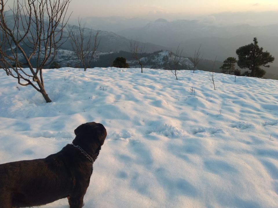 Photo of Different shades of Snow -Himachal-2017, great experience... 23/43 by Bhupender Singh