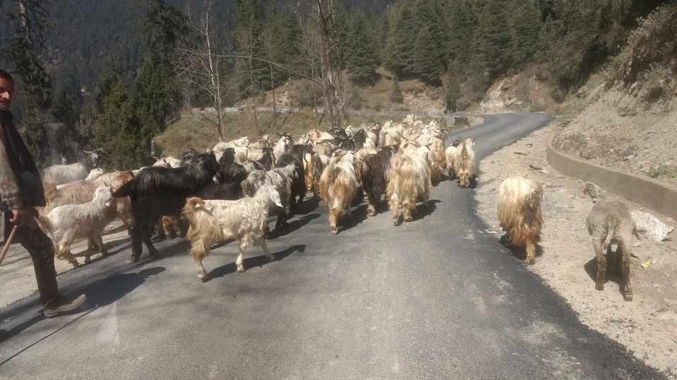 Photo of Shoja, Kullu- Heaven on earth, neighboring Jalori pass & Sarosar lake, icing on the cake. 22/23 by Bhupender Singh