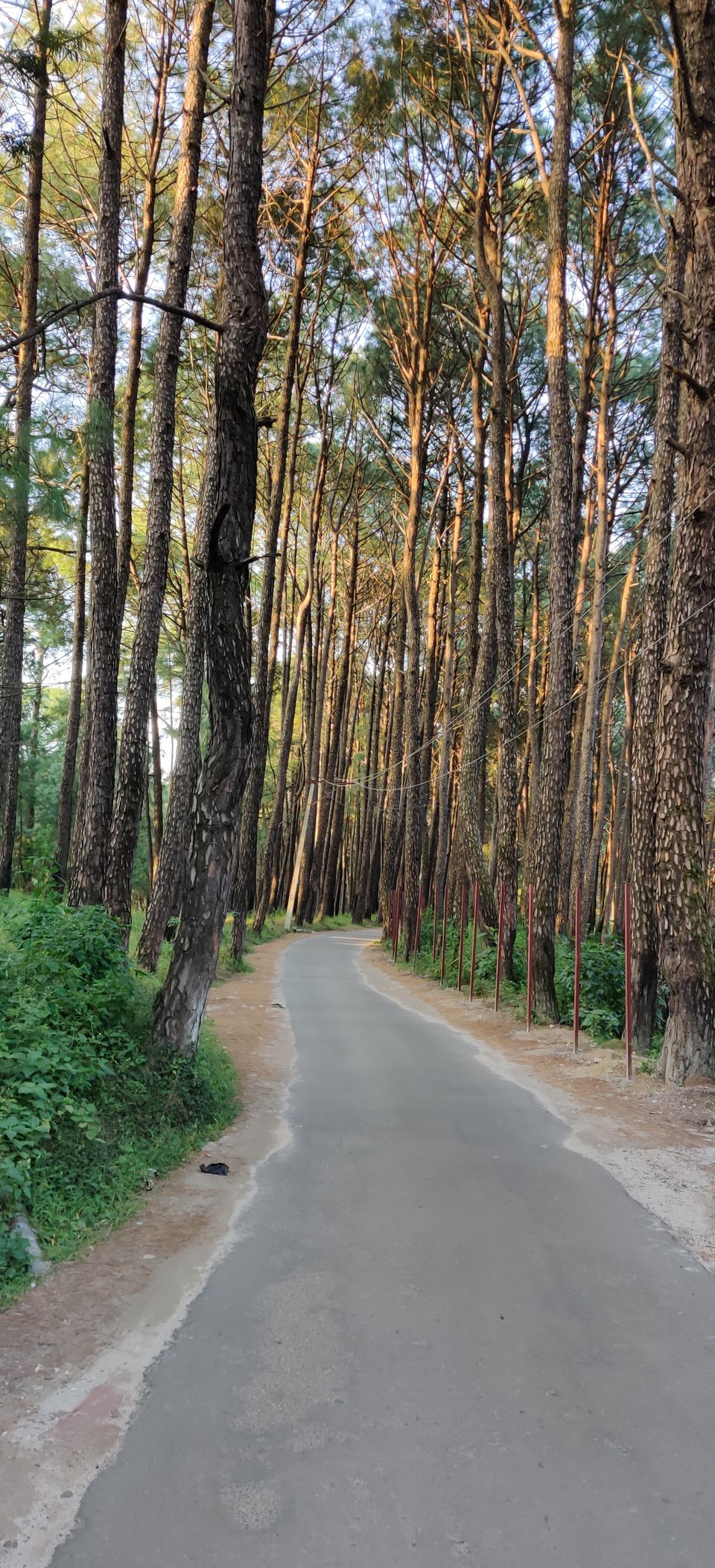 Photo of Palampur, Himachal : Quite and serene destination in perfect ambience of Dhauladhar ranges 29/43 by Bhupender Singh