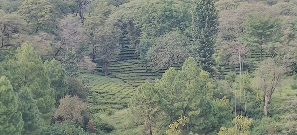 Photo of Palampur, Himachal : Quite and serene destination in perfect ambience of Dhauladhar ranges 16/43 by Bhupender Singh