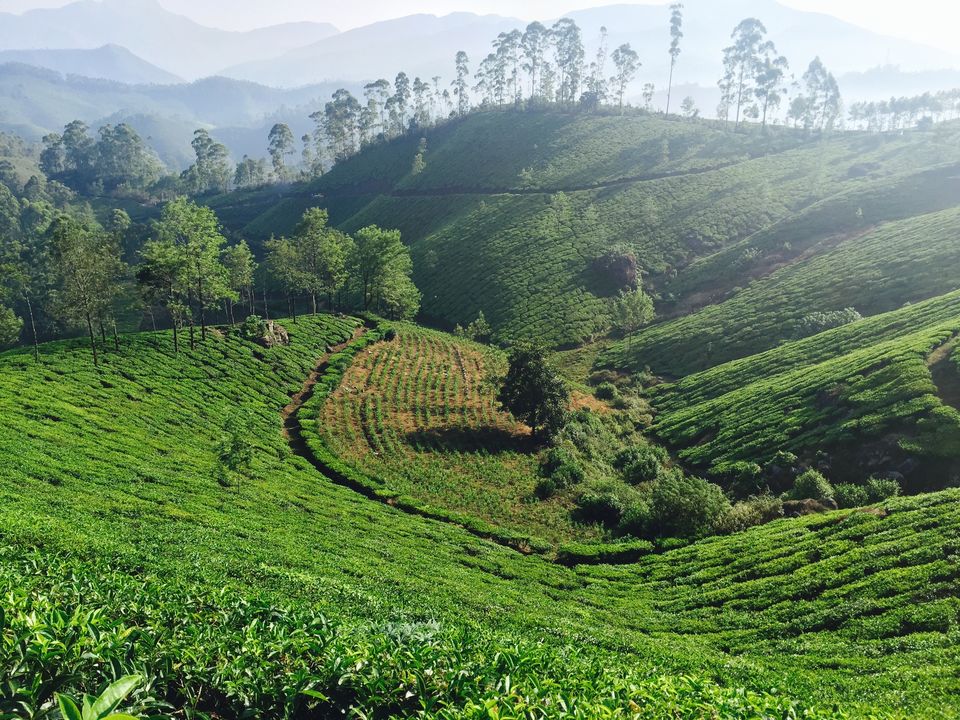 Photo of Munnar - Heaven on Earth by Terrence Manne