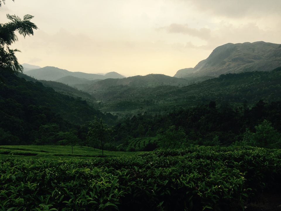 Photo of Munnar - Heaven on Earth by Terrence Manne