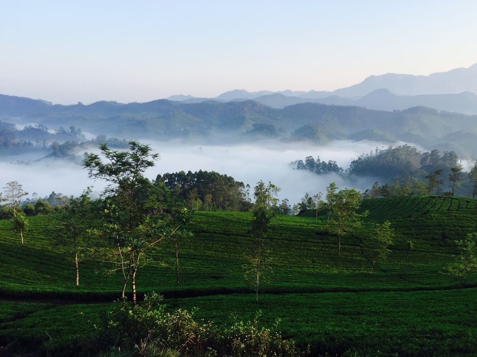 Photo of Munnar - Heaven on Earth by Terrence Manne