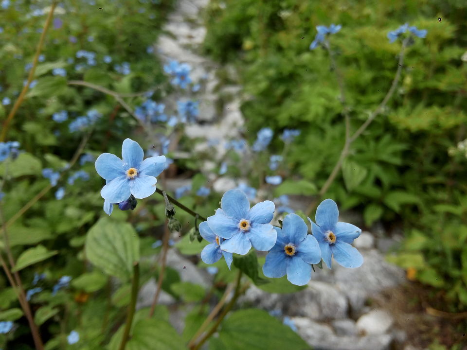 Photo of Solo Trip to the Valley of Flowers : Where the Heavens descend on Earth 41/53 by Dushyant Chauhan