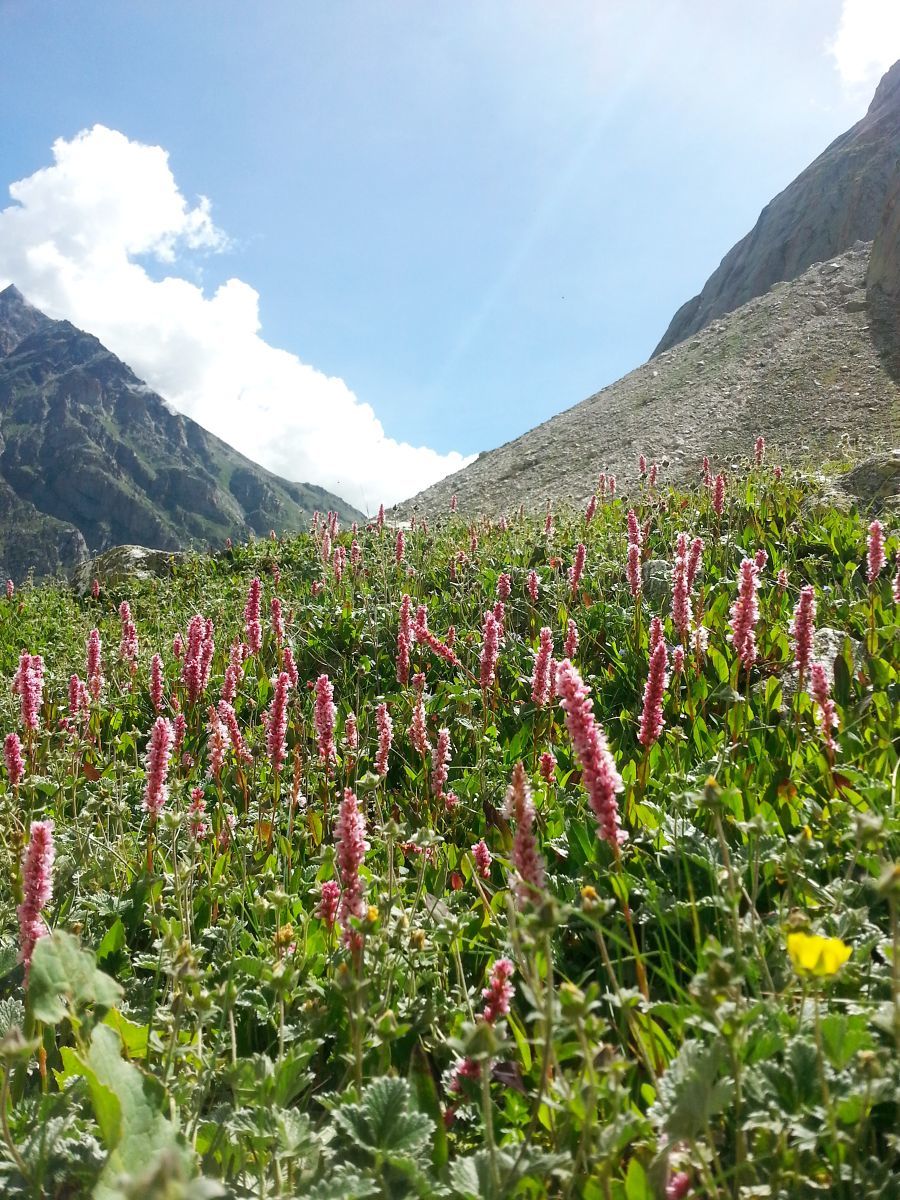 Photo of Hampta pass trek, a must do in summer. by muculica amra
