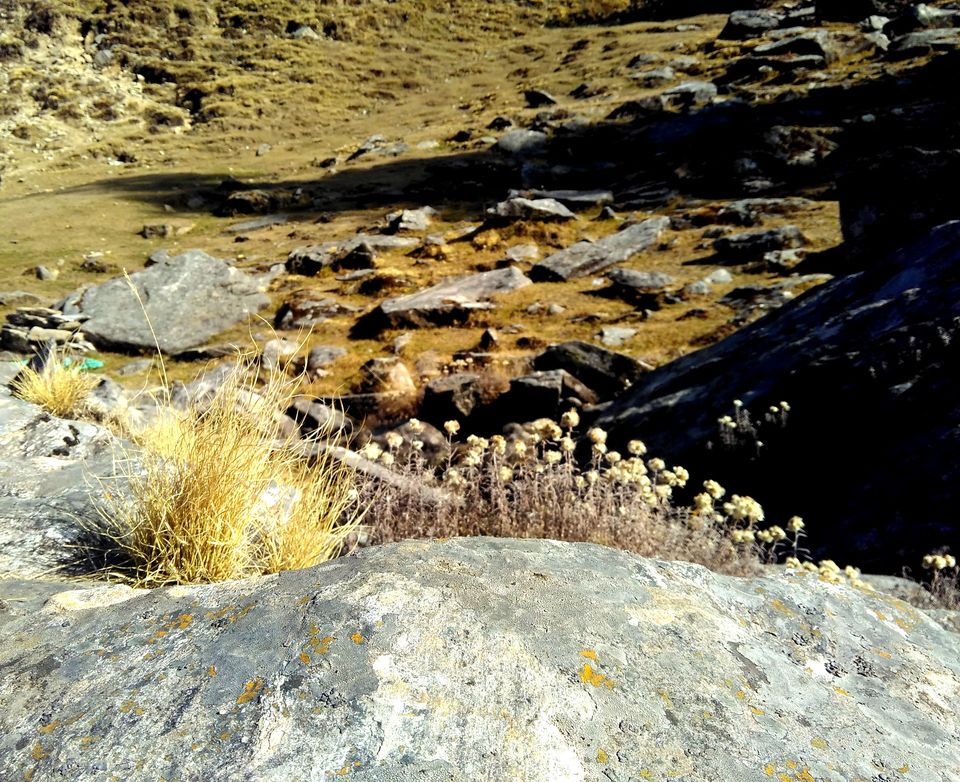 Photo of Into The Unknown Lands of CHOPTA by Nikita Yaduvanshi