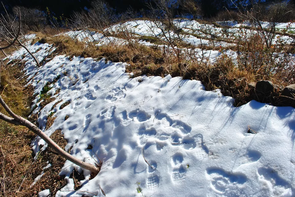 Photo of Tosh, Himachal Pradesh, India by Prateek Singh