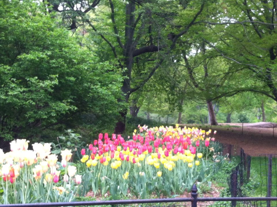 Photo of Central Park, New York, NY, United States by Pooja Chaudhary