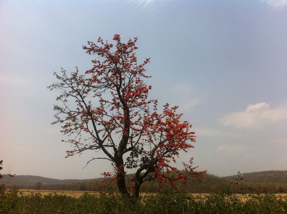 Photo of the charmer- 'palash' by Pooja Chaudhary