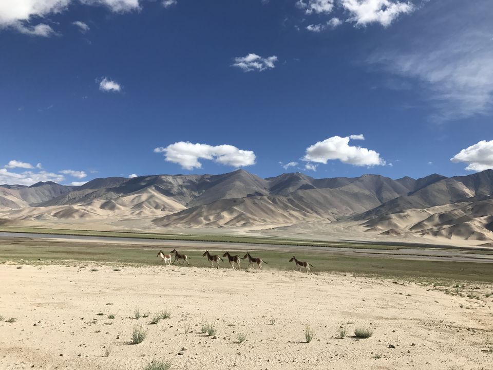 Photo of The Hidden Gems of Ladakh (Jangthang: The Northern Plains) by Lost