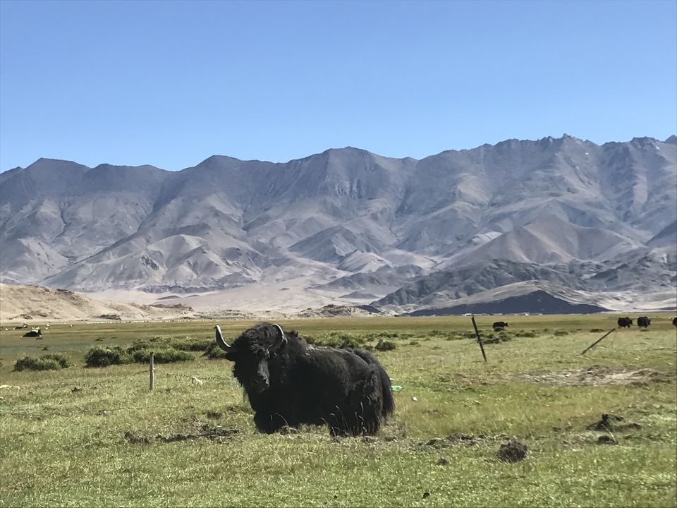 Photo of The Hidden Gems of Ladakh (Jangthang: The Northern Plains) by Lost