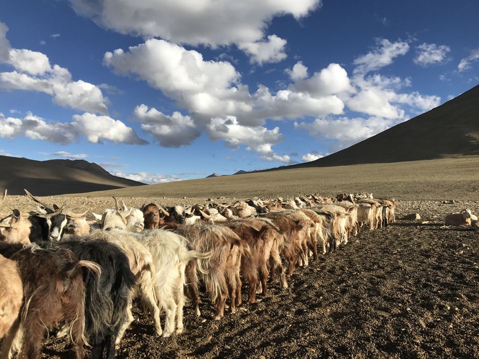 Photo of The Hidden Gems of Ladakh (Jangthang: The Northern Plains) by Lost