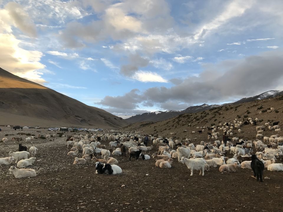 Photo of The Hidden Gems of Ladakh (Jangthang: The Northern Plains) by Lost