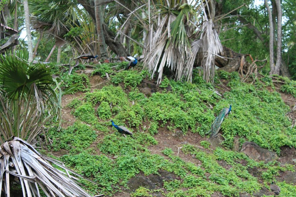 Photo of Port Blair, Andaman and Nicobar Islands, India by neha singh Bhadauria