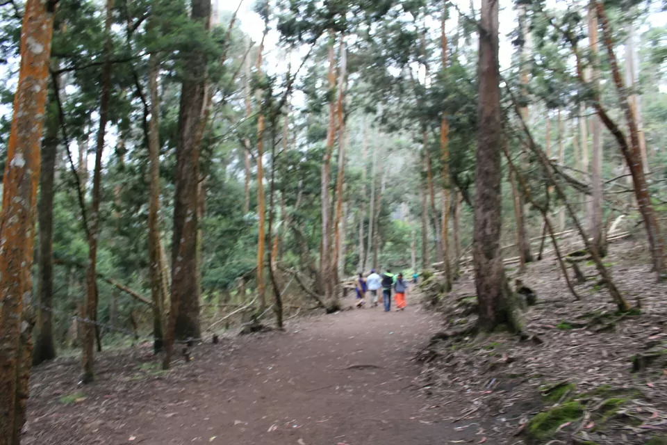 Photo of Kodaikanal, Tamil Nadu, India by neha singh Bhadauria