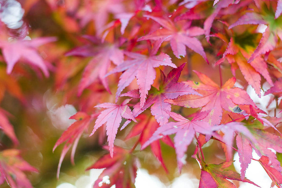 Photo of Autumn 2014: Lake Miyagase 9/9 by Ada Wilkinson