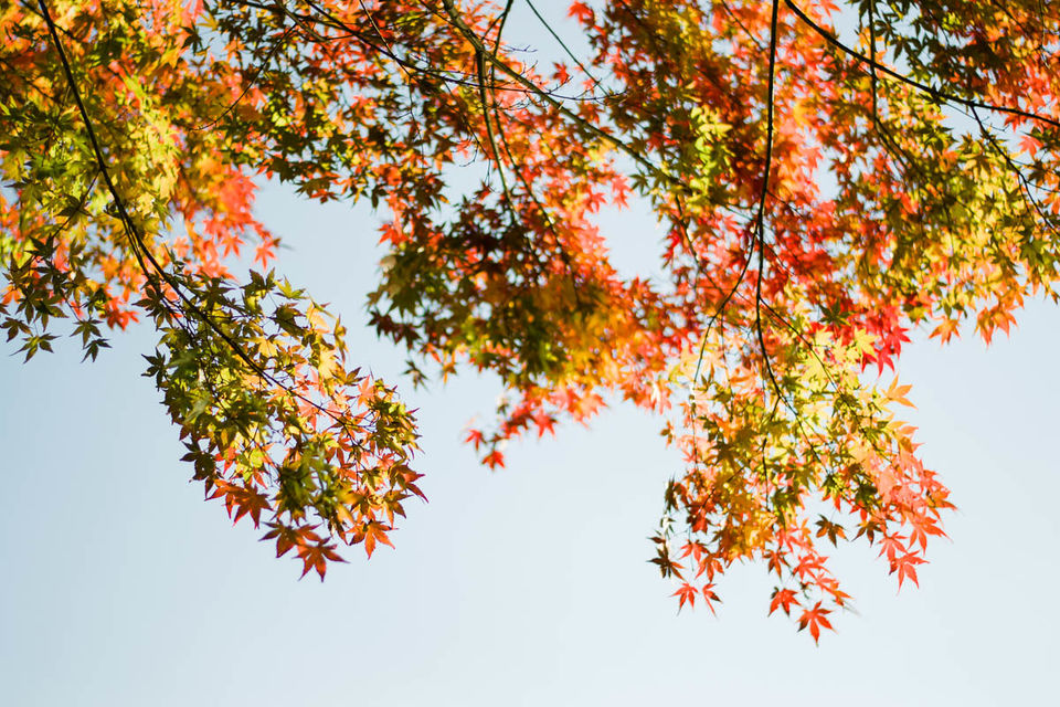 Photo of Autumn 2014: Lake Miyagase 2/9 by Ada Wilkinson