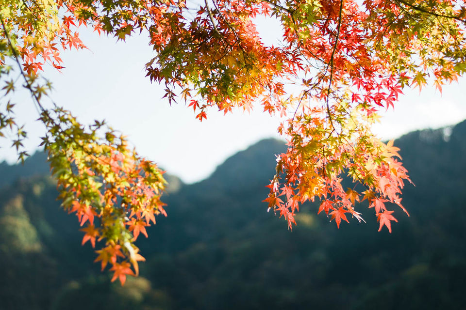 Photo of Autumn 2014: Lake Miyagase 4/9 by Ada Wilkinson